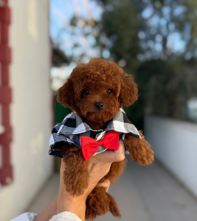 Siyah beyaz kıyafetli ve kırmızı papyonlu kahverengi Toy Poodle, elde tutulurken