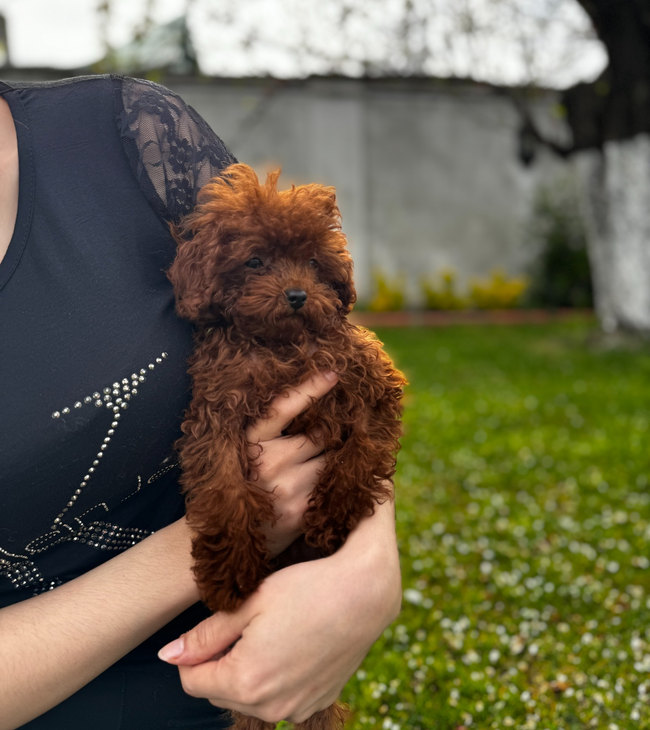 Bahçede kucakta tutulan kıvırcık tüylü kahverengi Toy Poodle
