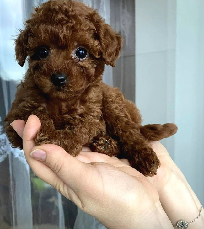 İki elin üzerinde oturan kahverengi Toy Poodle yavrusu