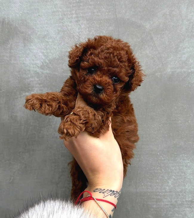 Gri fonun önünde kucakta tutulan küçük kahverengi Toy Poodle