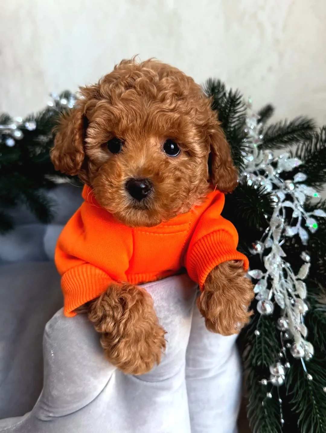 Poodle dostlarımızdan bir tanıtım fotoğrafı