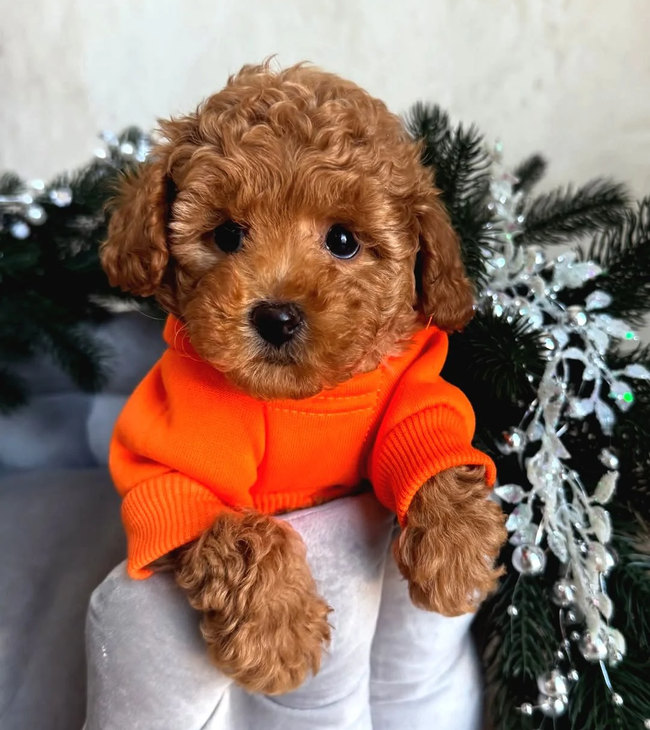 Turuncu kazaklı kahverengi Toy Poodle yavrusu, ellerde tutulurken