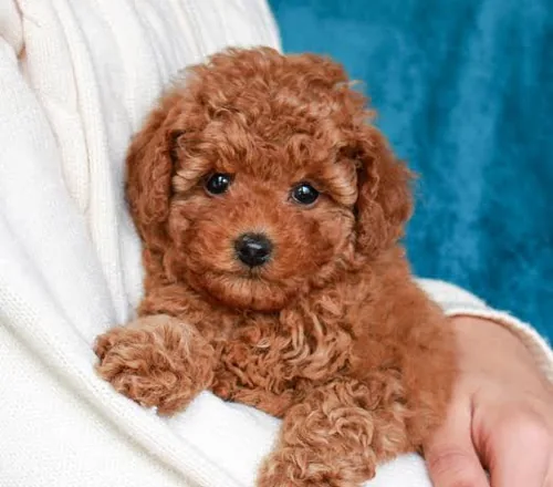 Poodle yavrusu fotoğrafı