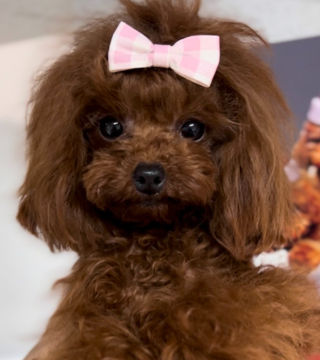Pembe fiyonklu küçük kahverengi Toy Poodle, kucakta tutulurken