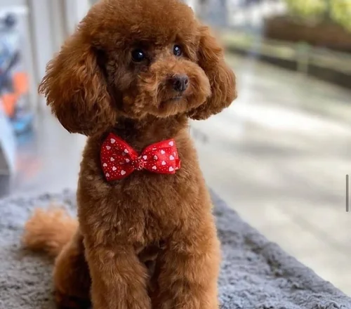 Poodle yavrusu fotoğrafı