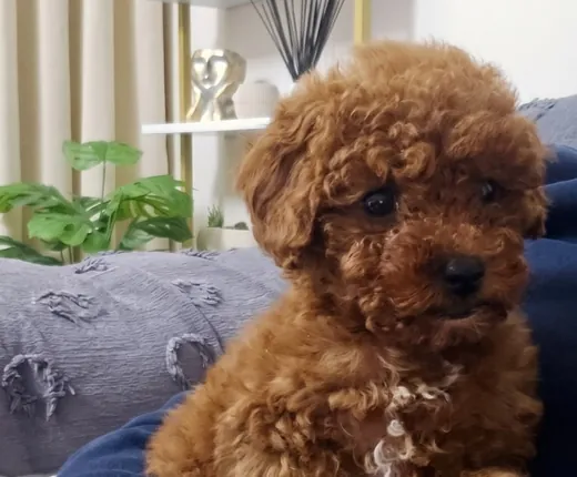 Bir kişinin dizlerinin üzerinde duran kahverengi Poodle yavrusu