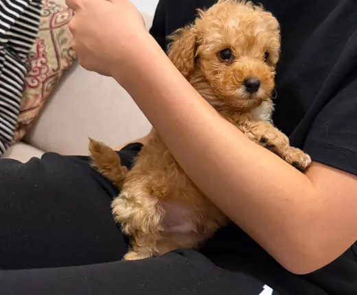 Siyah kıyafetli kişinin kucağında oturan açık kahverengi Poodle yavrusu
