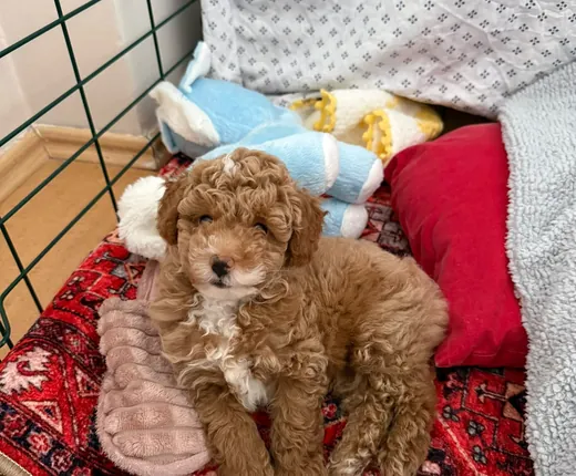 Desenli minder üzerinde oturan küçük kahverengi Poodle yavrusu